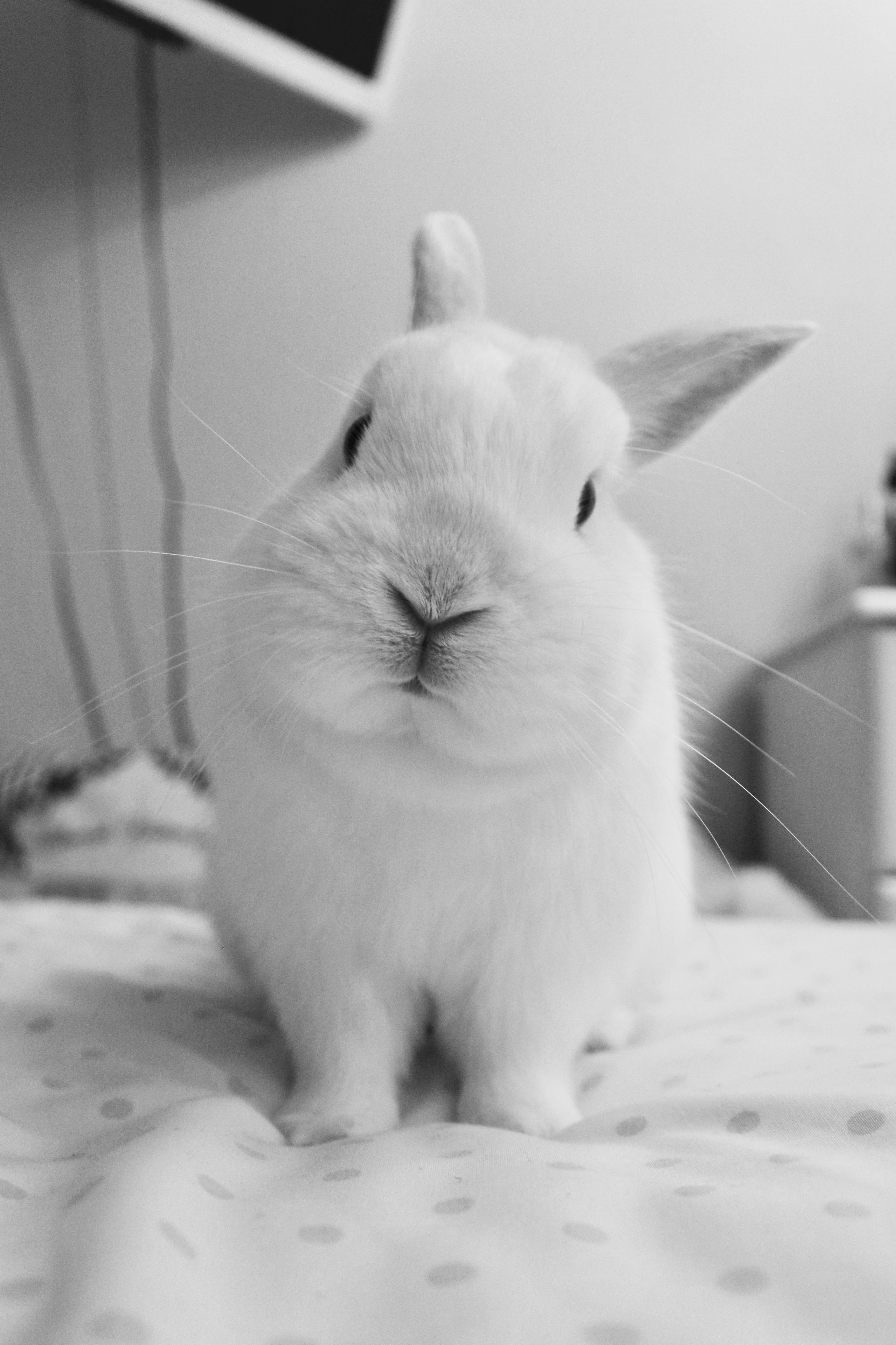 Is your brand cruelty-free?